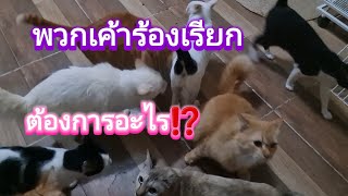 พวกเค้าร้องเรียกต้องการอะไร⁉️#ปังปอนลูกแม่เกียง #แม่เกียงเลี้ยงแมวจร #cat #แมว