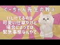 【衝撃】放置はアカン！犬がいじけている時の態度【犬の仕草】