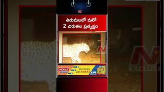 తిరుమలలో మరో 2 చిరుతల ప్రత్యక్షం | Tirumala | Leopard | Ntv