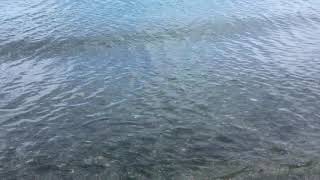 Capelin rolling in Newfoundland 2018 middle cove beach