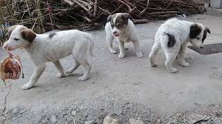 Stray puppies waiting for raw fish meal in morning of Winters | Mountain Village #uk #animals #viral