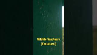 Wildlife Sanctuary (Kodiakarai) view point road trip