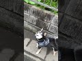 遠吠えの差 柴犬