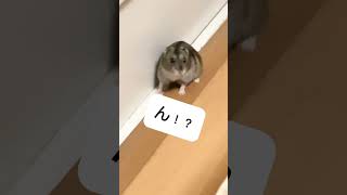 お忍びはむさん　 #はむさん #ハムスター #ハムスター動画 #ハムスターちゃんねる #hamsters #hamster