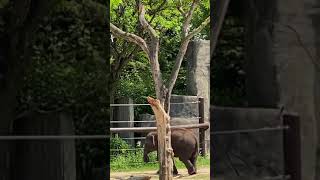 Majestic giants in action! 🐘✨ #ElephantLove #GentleGiants #WildlifeMoments #Shorts #NatureLovers