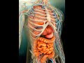 human body all system in 3d માનવ શરીર ના તમામ તંત્રો 3d માં