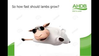 Optimising lamb performance webinar