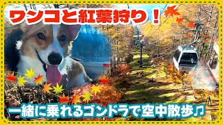 【犬と紅葉】ハンターマウンテン塩原のゴンドラが楽しすぎた！【那須】