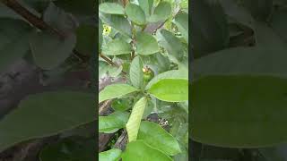 Thai 7 guava tree in tub || #guava #guavatree #like #subcribe #evergreen