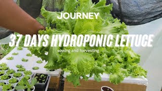 PLANTING AND GROWING LETTUCE  WITH HYDROPONIC SYSTEM (STEP BY STEP)