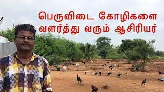 பெருவிடை கோழிகளை வளர்த்து வரும் ஆசிரியர் | Country Chicken