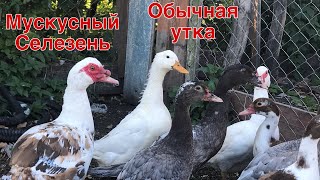 Как вывести МУЛАРДОВ в домашних условиях / Пекинские утки / Селезень / Мускусные утята / Индоутка