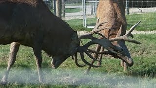 Des animaux du Loiret ont participé au tournage du film