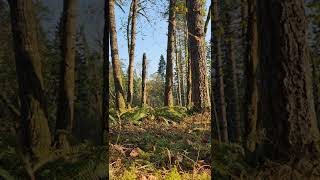 Timber faller running from a dead top while cutting trees in Oregon