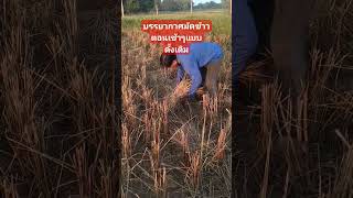 มัดข้าววิถีเก่าตอนเช้า #ชาวนา #มัดข้าว #เกี่ยวข้าว #ขายข้าวสาร #farmer #ข้าวไรซ์เบอร์รี่