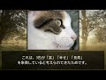 三毛猫を１分で解説