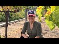 easy instructions on how to prune grape vines simplified