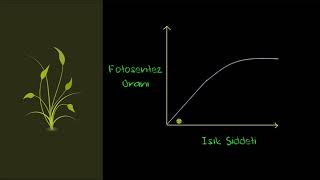 Fotosentezi Etkileyen Faktörler - Işık (Biyoloji)