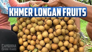 Khmer Longan Fruits Anloung Chen Island | Longan Khmer Koh Krobey