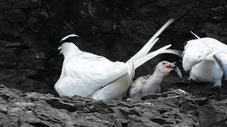 1110620 The black-naped tern raising young at Illam coastal reef.