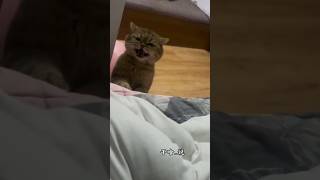 谁能拒绝这么可爱的小可爱 #有趣的动物 #cat #中华田园猫