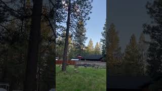 숙소에 찾아 온 사슴 가족 l 미국에서 살기 좋다는 동네 l Bend Oregon