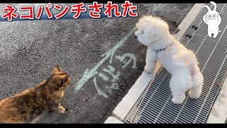 【悲報】馴れ馴れしく行き過ぎてネコパンチされた犬！ビションフリーゼ