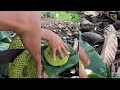 Buat pecel untuk makan di hutan bersama enak