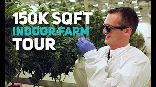 Aeroponic Cannabis Farm Tour | Aeriz, Illinois