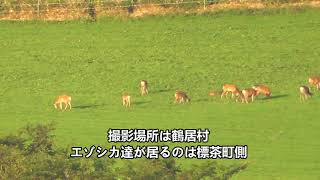 ９月１１日現在標茶町牧草地で見たエゾシカたち！