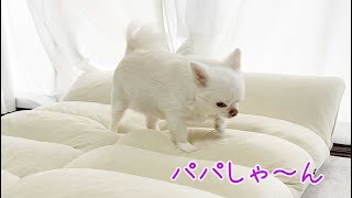 目が冷めると甘えたくなるツンデレチワワ犬