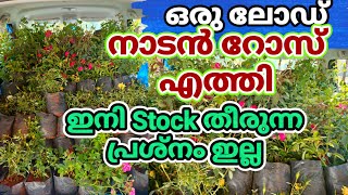 Ownroored Nadan Roses Stock Ready 💚❤️🥰 നാടൻ റോസകളുടെ കളക്ഷൻ വീണ്ടും റെഡി | Wayanadan Touch Garden