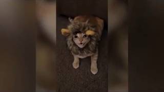 legendary cat videos and fails