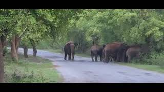 Elephant sanctuary kaundanya forest near palamaner chittoor district Andhra Pradesh state INDIA