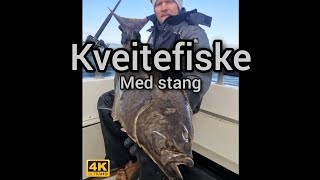 Kveitefiske med stang | Halibut fishing