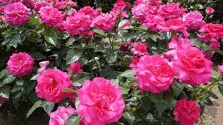 福山 ばら祭り、ばら公園の様子 Rose Festival in Fukuyama