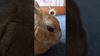 【うさぎカフェ】何が起きたんだ！？　#Shorts #うさぎカフェ #うさぎ #bunny