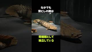 ギザギザの魚「ポリプテルスエンドリケリー」の雑学 #動物 #生き物 #shorts #雑学 #豆知識 #おもしろい #魚