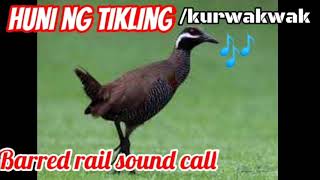Huni ng Tikling huni ng Korwakwak barred rail sound call ruak ruak sound call