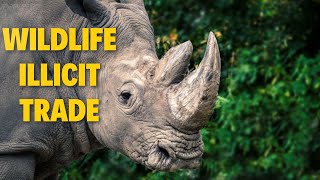 Study exposes widespread illegal wildlife trafficking in Sub-Saharan Africa