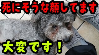 今朝、大変な事がおきました！保護犬トイプードルが・・・・緊急！