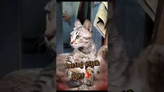 kucing asyik joget🐱#cat #funny #kitten #comedy