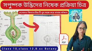 সপুষ্পক উদ্ভিদের নিষেক প্রক্রিয়া ডায়াগ্রাম অংকন|উদ্ভিদের দ্বিনিষেক|আবৃতবীজী উদ্ভিদের নিষেক