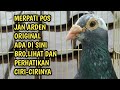 MERPATI POS INI DARI AFRIKA BERDARAH JAN ARDEN ORIGINAL