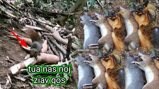 hunting: yos hav zoov tua nas noj ziav qos 10/1/2025