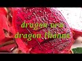 Dragon Fruit inspired by Ahana Krishnakumar