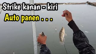 Luar biasa‼️Strike kanan kiri kaya gini bikin betah mancing - mancing nila waduk karangkates