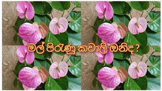 ලොකුම ලොකු මල් ආපු කවාලි ඔනිද ?0752878676