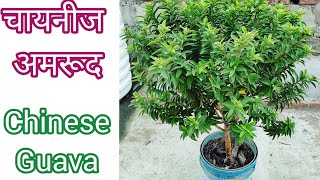 गमले में ही ढेरो अमरूद मिलेंगे । चायनीज अमरूद । Chinese Guava plant care tips