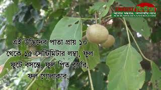 মেন্ডা বা পিটুলি সম্পর্কে কিছু তথ্য  ও এর ঔষধি গুনাগুন